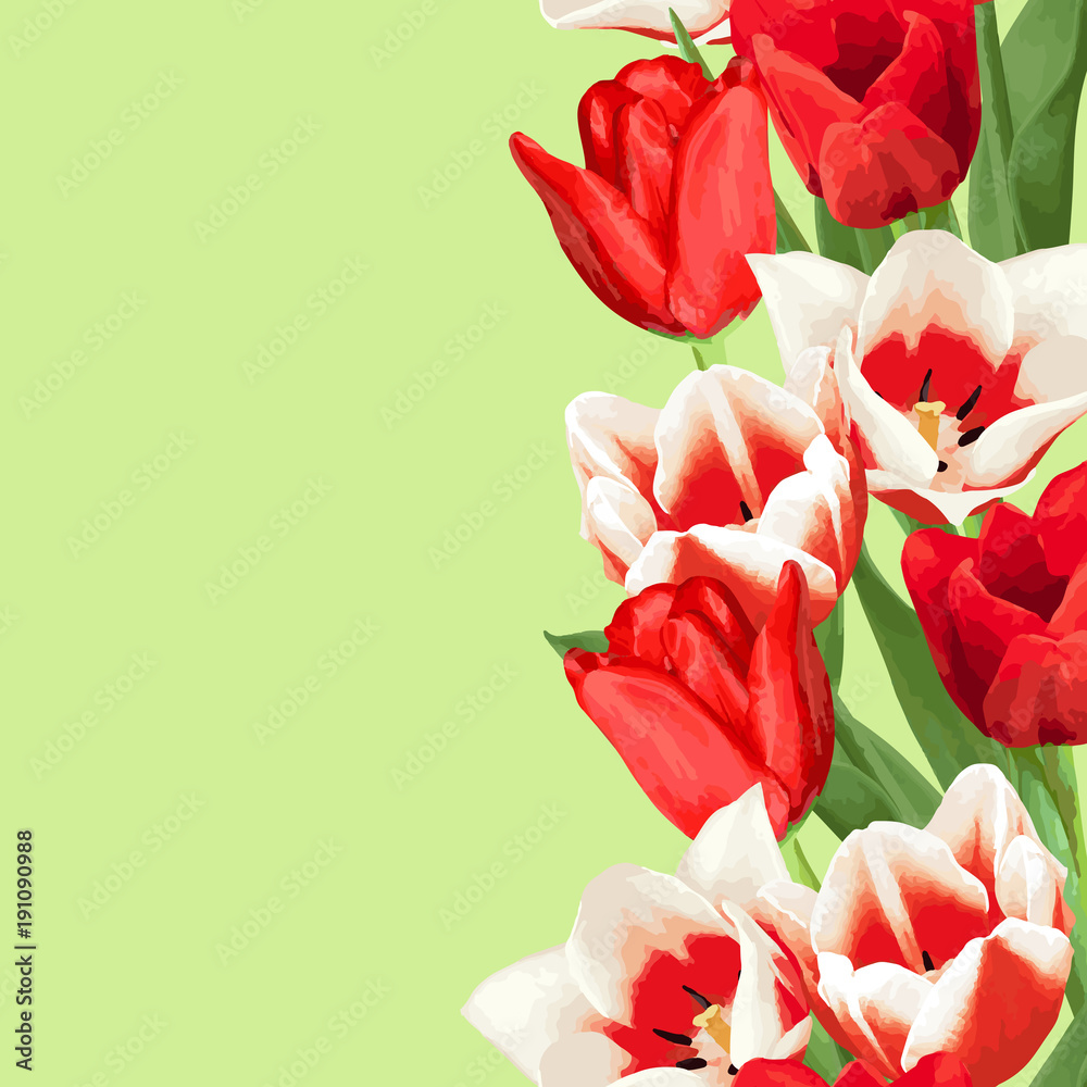 Fototapeta premium Seamless border with red and white tulips. Beautiful realistic flowers, buds and leaves