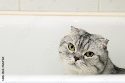 Gray Cat Scottish Fold in the Bathroom