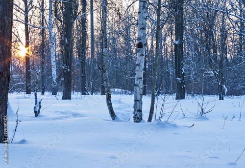 Birch grove with snow in winter