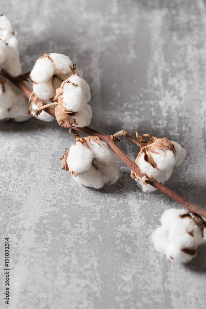 Dried cotton plant flower on old grey background. Close-up, copy space.