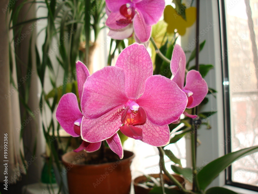 Obraz premium pink orchid