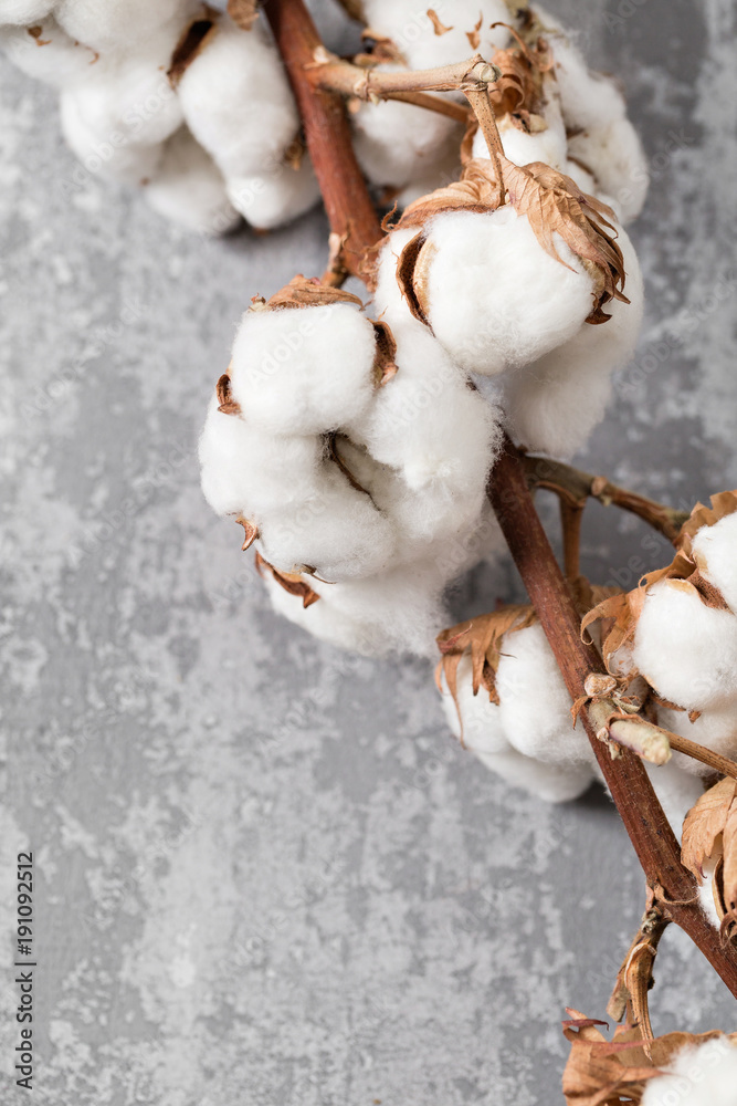 Dried cotton plant flower on old grey background. Close-up, copy space. Dried cotton plant flower on old grey background. Close-up, copy space.