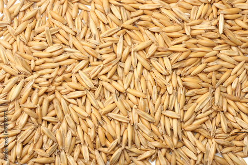 oat seeds isolated on white background top view photo