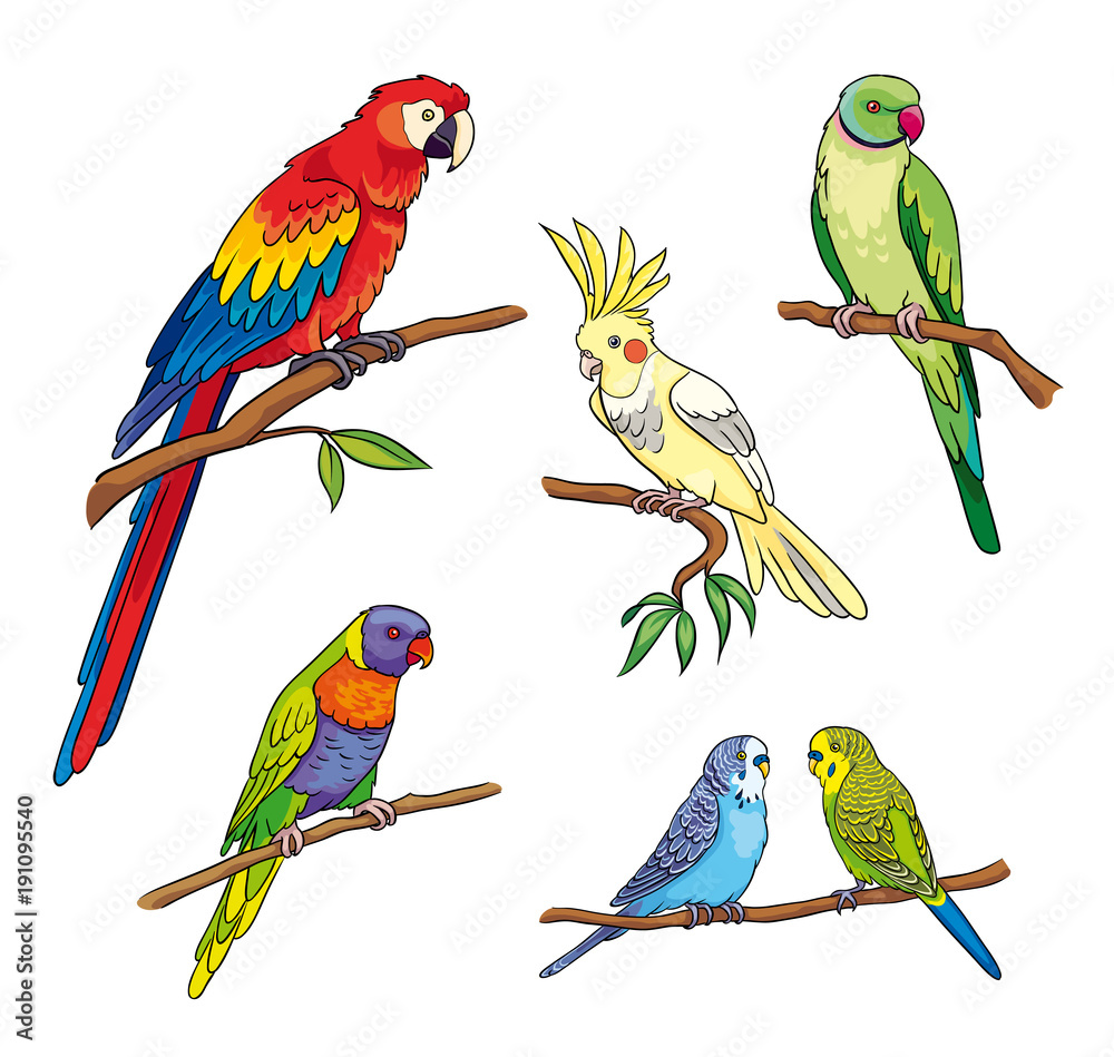 Naklejka premium Różne papugi - ilustracji wektorowych