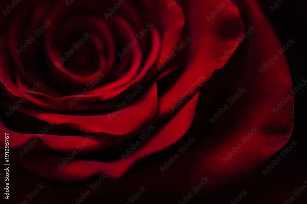 Naklejka premium Bud of a red delicate rose. Valentine macro background wallpaper.