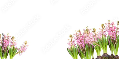 Poster, spring flowers, hyacinthus  in the grass on a white background