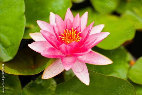 Cute pink waterlily flower on the pond