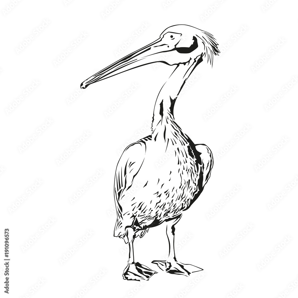 How To Draw A Pelican Step by Step Drawing Guide by Dawn  DragoArt