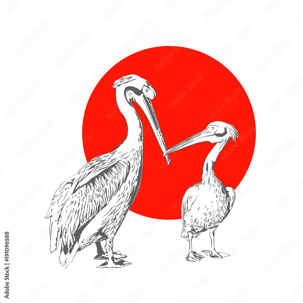 Fototapeta premium Pelicans Vector Illustration