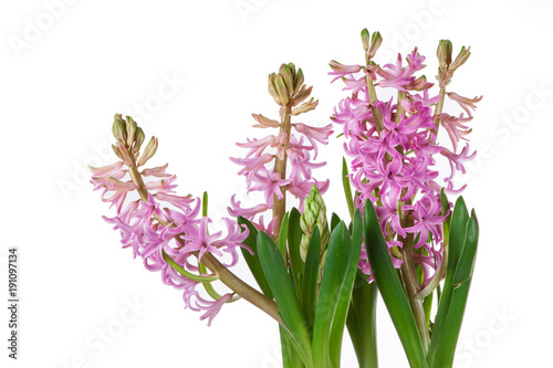 flowers of hyacinth pink color  messenger spring