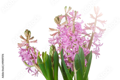 Fototapeta Naklejka Na Ścianę i Meble -  flowers of hyacinth pink color, messenger spring
