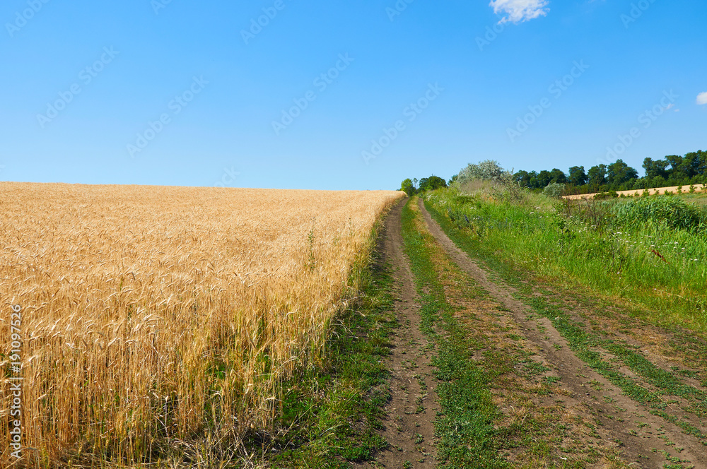 Dirt road near field of wheat