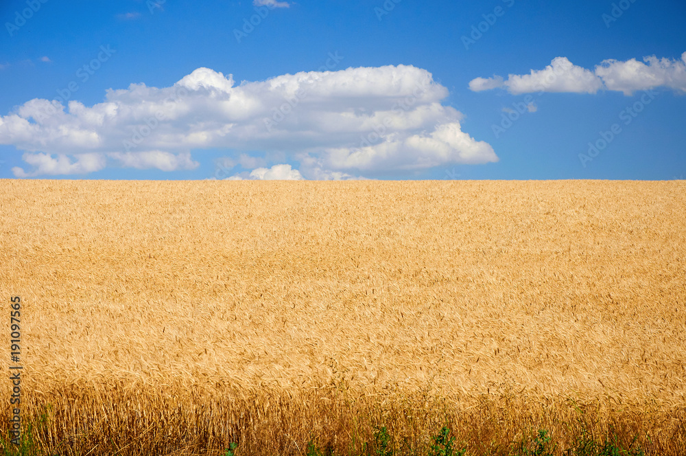 Fototapeta premium Field of wheat under blue sky