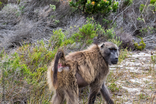 Baboon on the Street