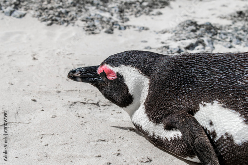 Fototapeta Naklejka Na Ścianę i Meble -  Penguins in Cape Town