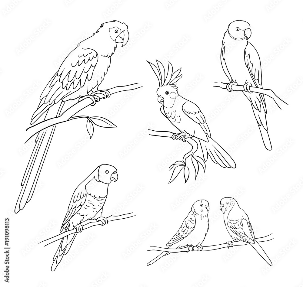Fototapeta premium Różne papugi w konspektach - ilustracji wektorowych