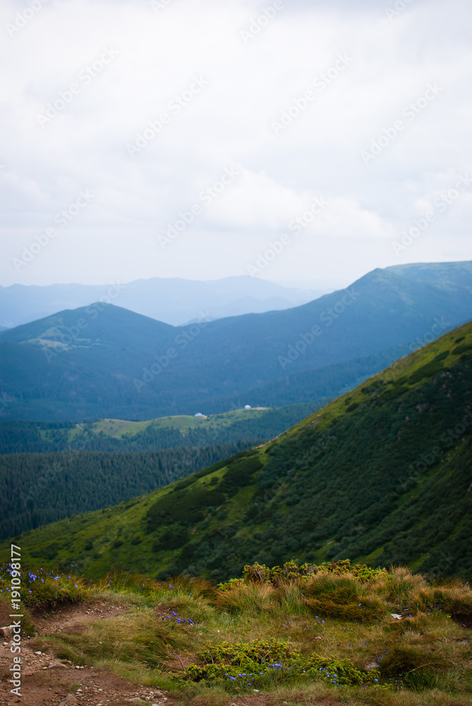 Landscape. Green Carpathian mountains on a cloudy July morning