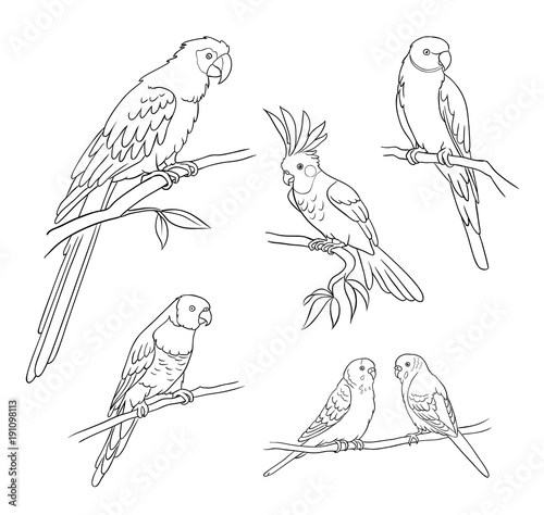 Różne papugi w konturach - ilustracji wektorowych