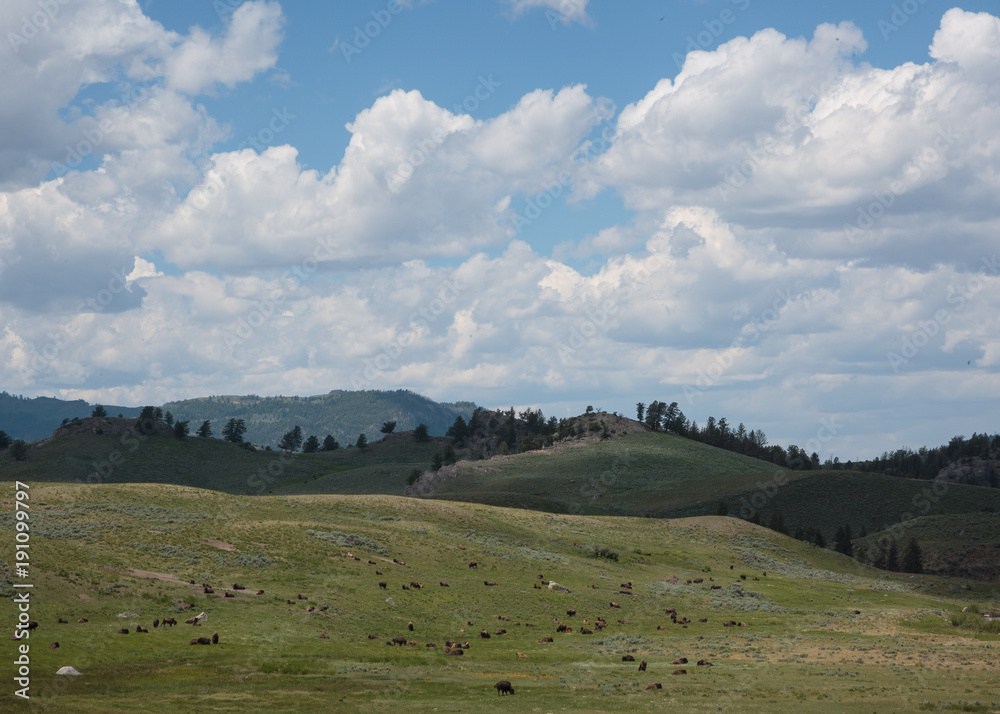 American Bison on Wild Animals on the Open Plains of Yellowstone National Park American Bison on Wild Animals on the Open Plains of Yellowstone National Park