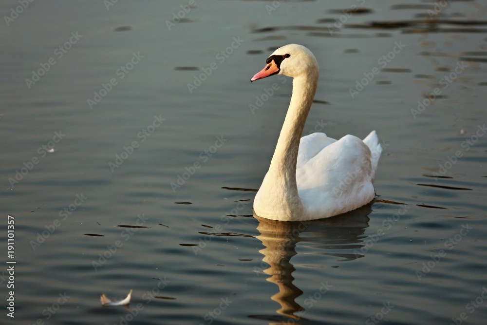 Elegant white mute swan floating on river with reflection in water, grey colored water surface on winter evening with some sunlight Elegant white mute swan floating on river with reflection in water, grey colored water surface on winter evening with some sunlight