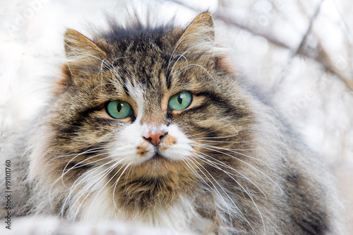 .The muzzle of a homeless fluffy cat with beautiful eyes. A large plan. Protection of homeless animals.