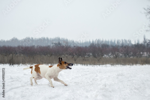 Fototapeta Naklejka Na Ścianę i Meble -  winter hunting. dog goes on the trail, aggressively tuned