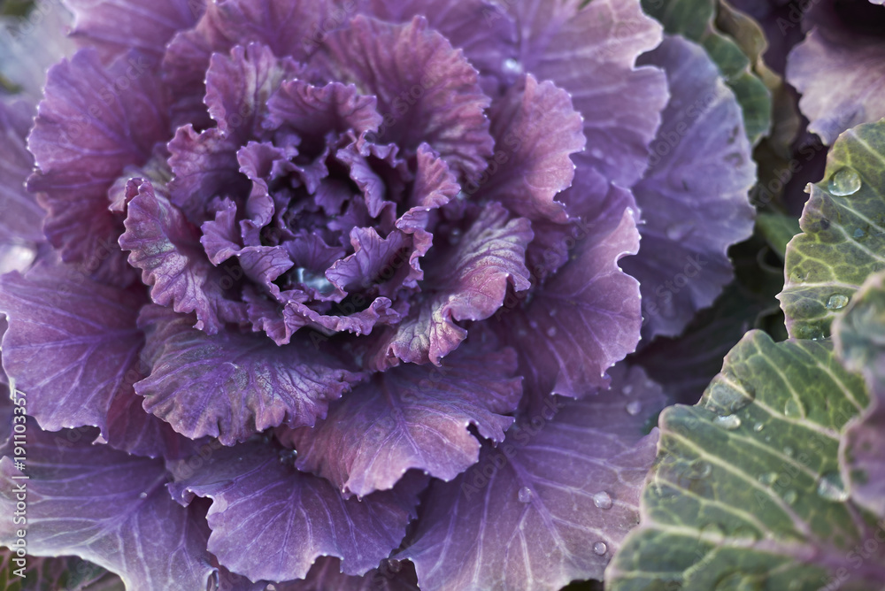Brassica oleracea acephala Brassica oleracea acephala