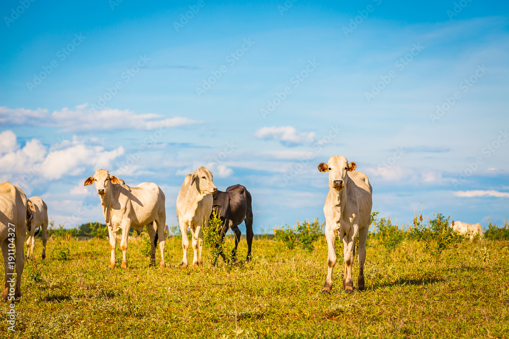 Naklejka premium Brazilian nelore catle on pasture in Brazil's countryside.
