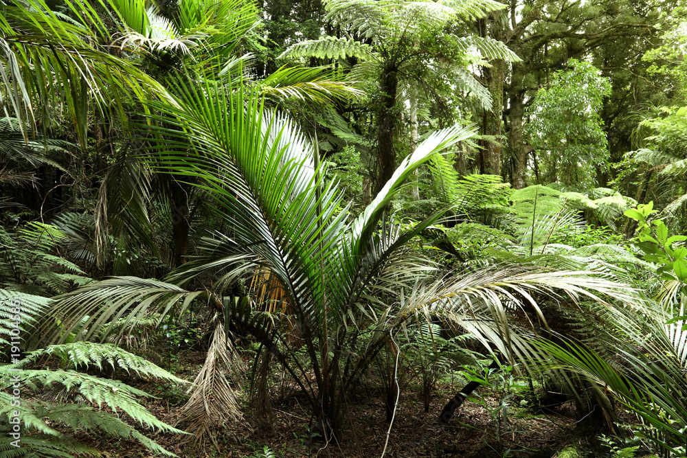 Naklejka premium Jungle