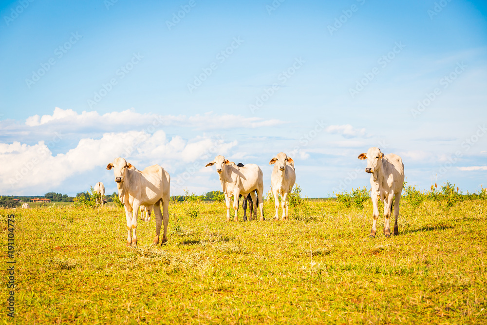 Fototapeta premium Brazilian nelore catle on pasture in Brazil's countryside.