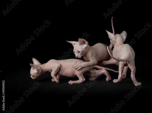 Canvas Print Sphynx cats