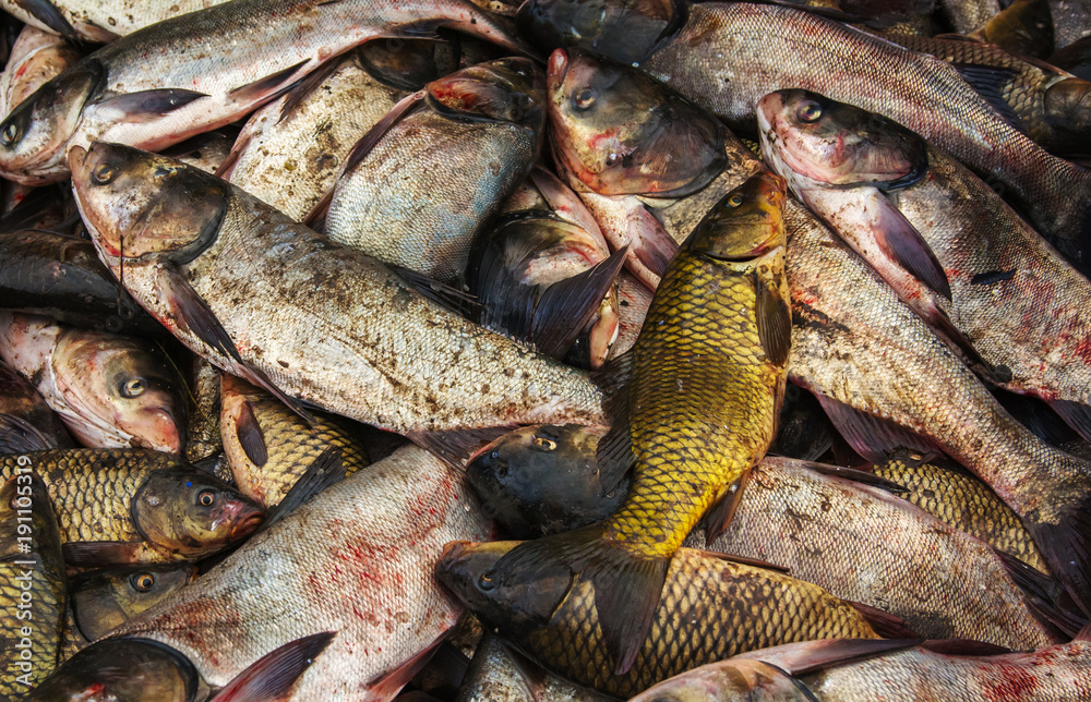 industrial fishing. illegal fishing and seafood. industrial fishing. illegal fishing and seafood.