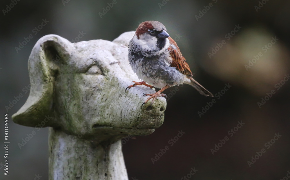 Obraz premium Sparrow