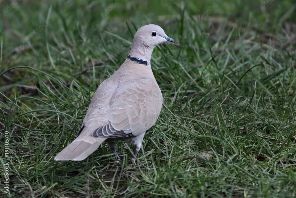Fototapeta premium Collared Dove