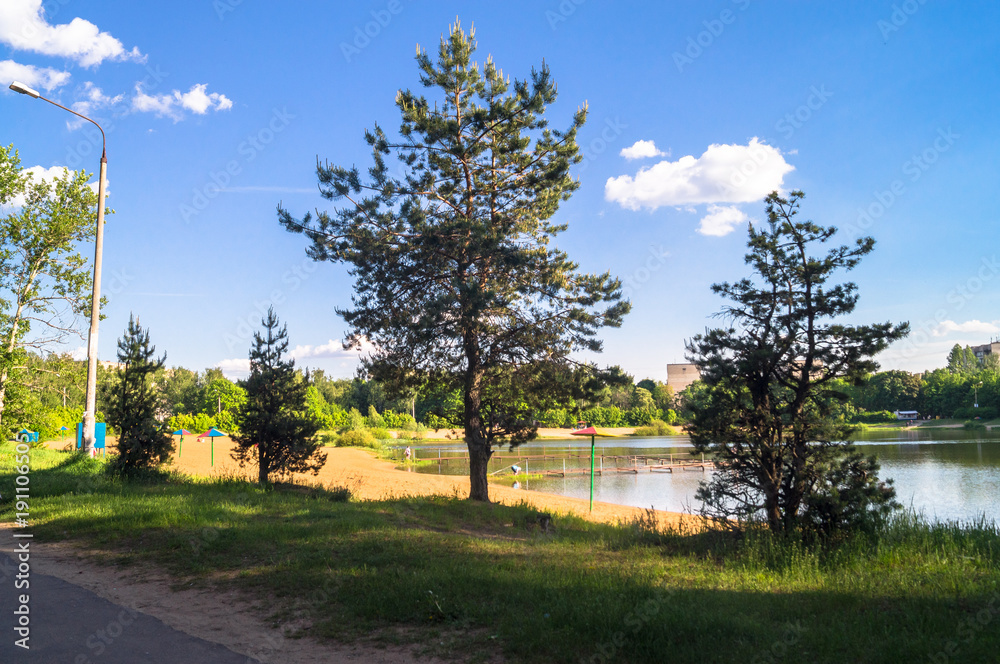 Young pines along the natural forest lake with artifical sandy beach, been adjusted for free public leisure activities. Moscow residential suburb, Zarya district, Balashikha.