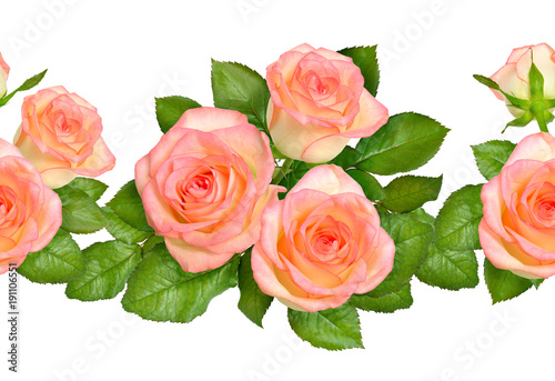 Seamless border with Pink roses. Isolated on white background