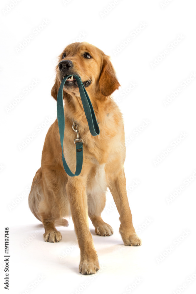 Golden retriever takes his leash in his mouth
