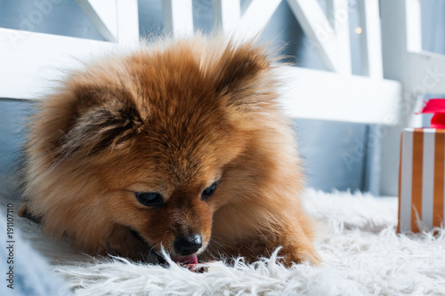 Pomeranian spitz is laying on the white plaid and eating delicacy. Concept happy holiday and food. Present near the puppy