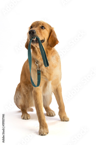 Golden retriever takes his leash in his mouth
