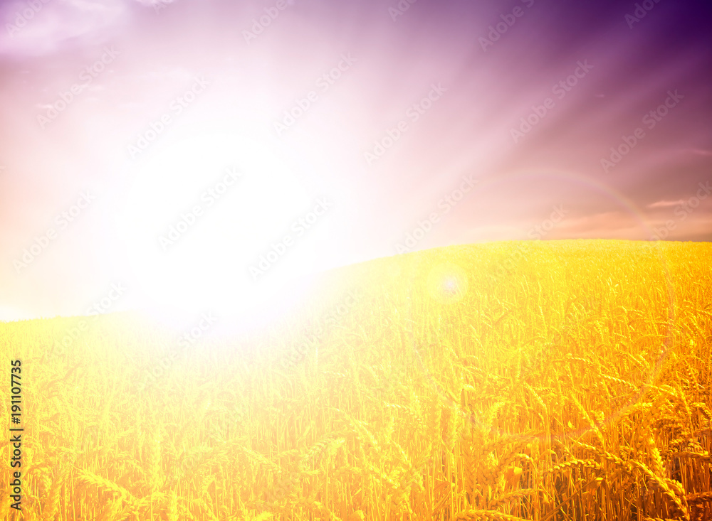 wheat field at the sunset