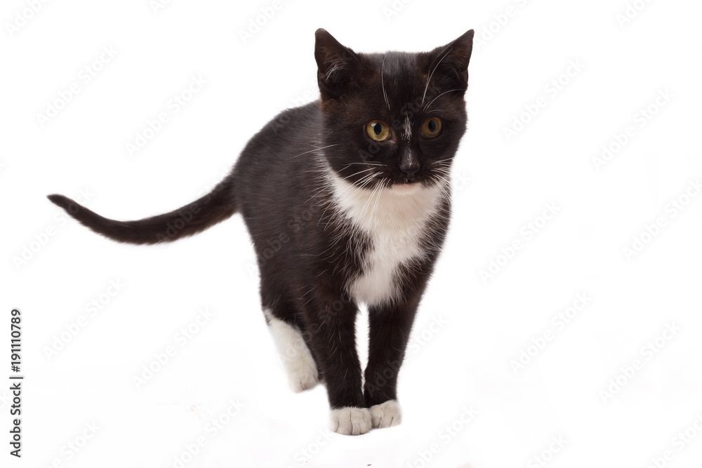 black & white cat - isolated