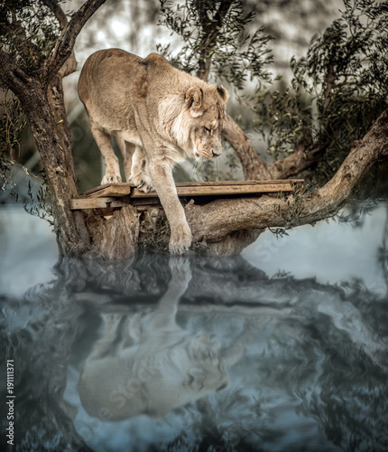 Fototapeta Naklejka Na Ścianę i Meble -  Young Lion Up on a Tree inside a Lake, seeing his reflection on the water, Composite
