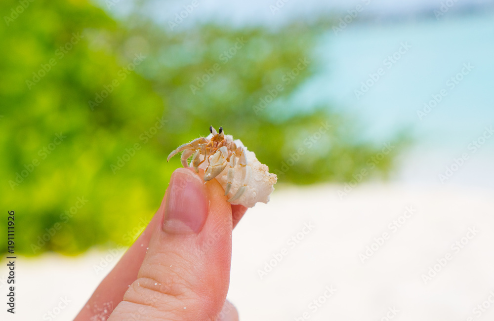 Crab on sandy beach close up. Diogenes-crab (hermit crab, pagurian, soldier crab) on a female hand. Little hermit crab in a shell on a blurred background. Crab on sandy beach close up. Diogenes-crab (hermit crab, pagurian, soldier crab) on a female hand. Little hermit crab in a shell on a blurred background.