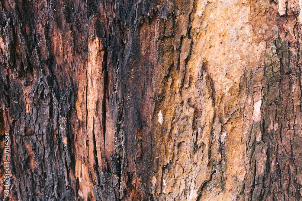 Tree texture with the art of mother nature. Tree texture with the art of mother nature.