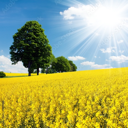 golden field of flowering rapeseed, canola or colza