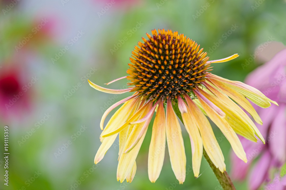 Sonnenhut (Echinacea) Sonnenhut (Echinacea)