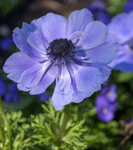 Kronen-Anemone