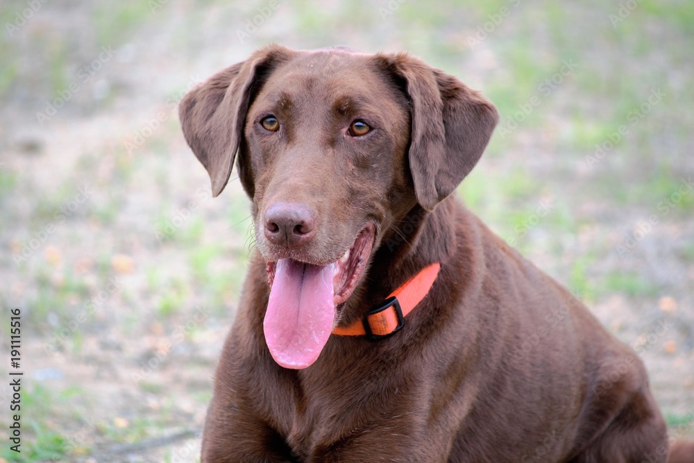 Copper Copper