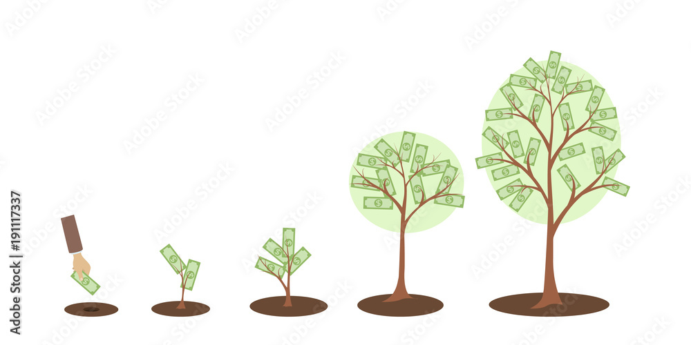 Fototapeta premium Money tree growth.