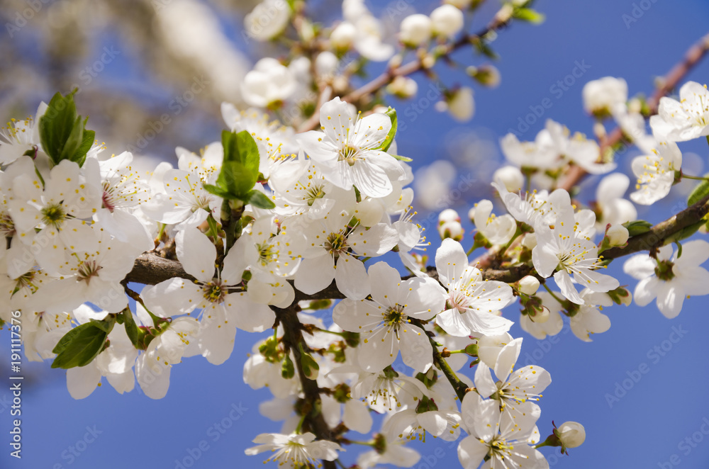 beautiful spring flowering fruit tree beautiful spring flowering fruit tree
